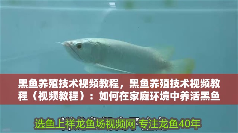 黑魚養殖技術視頻教程，黑魚養殖技術視頻教程（視頻教程）：如何在家庭環境中養活黑魚