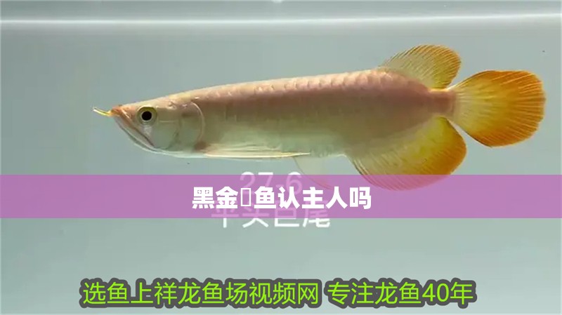 黑金魟魚認主人嗎