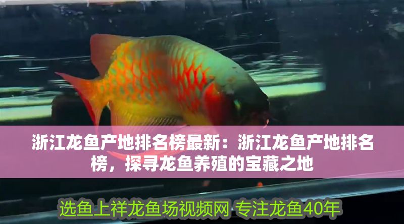 浙江龍魚產地排名榜最新：浙江龍魚產地排名榜，探尋龍魚養殖的寶藏之地