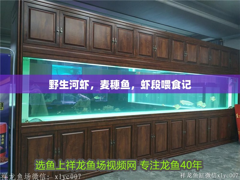 野生河蝦，麥穗魚，蝦段喂食記