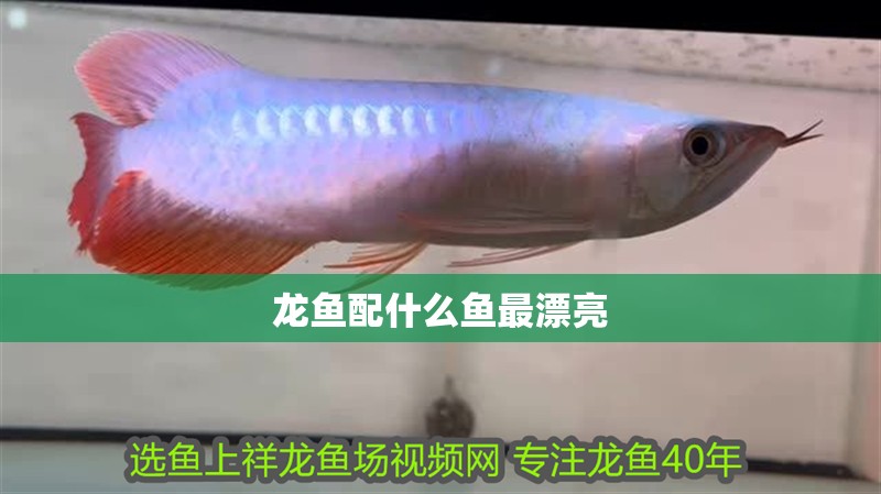 龍魚配什么魚最漂亮