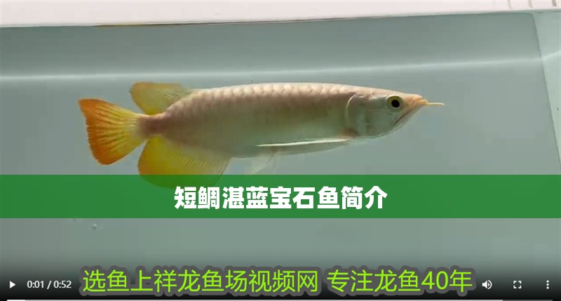 短鯛湛藍(lán)寶石魚簡介