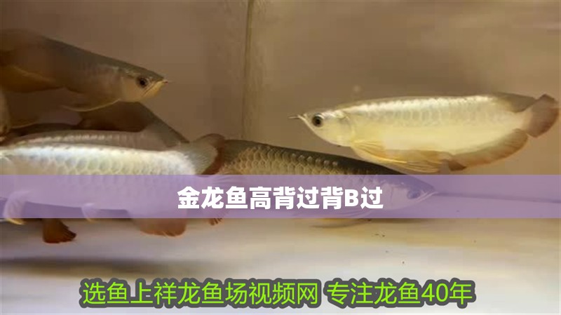 金龍魚高背過背B過