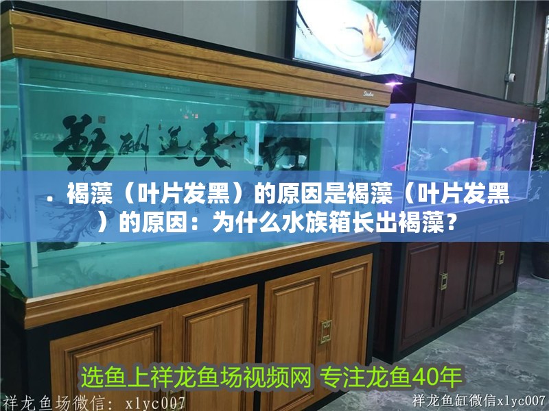 ．褐藻（葉片發黑）的原因是褐藻（葉片發黑）的原因：為什么水族箱長出褐藻？