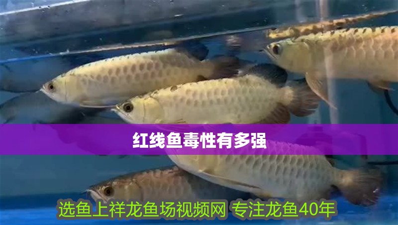 紅線魚毒性有多強