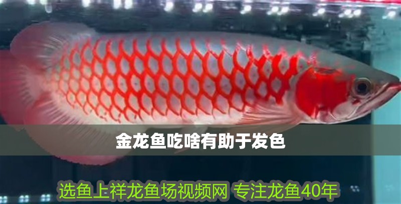 龍魚干蝦有營養嗎 金龍魚吃啥有助于發色 龍魚百科 金龍魚吃啥有助于發色 金龍魚吃啥有助于發色 龍魚百科