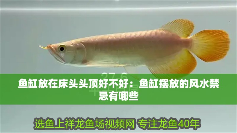 魚缸放在床頭頭頂好不好：魚缸擺放的風水禁忌有哪些