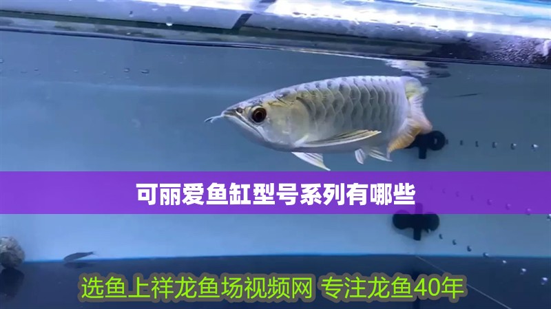 可麗愛魚缸型號系列有哪些