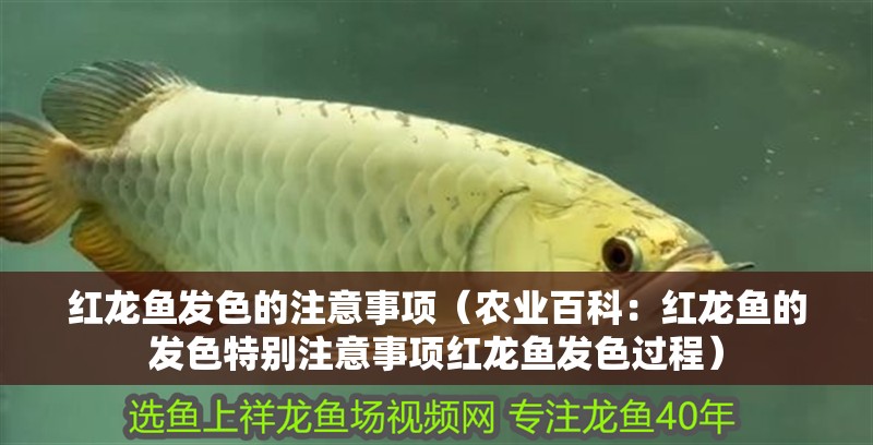 紅龍魚發(fā)色的注意事項(xiàng)（農(nóng)業(yè)百科：紅龍魚的發(fā)色特別注意事項(xiàng)紅龍魚發(fā)色過程）