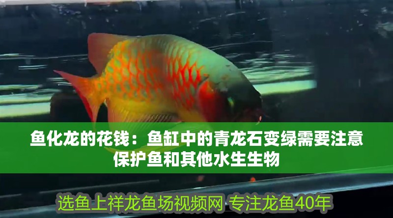 魚化龍的花錢：魚缸中的青龍石變綠需要注意保護魚和其他水生生物