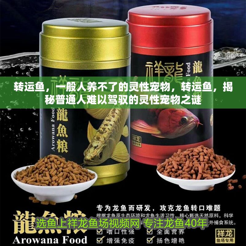 轉運魚，一般人養不了的靈性寵物，轉運魚，揭秘普通人難以駕馭的靈性寵物之謎