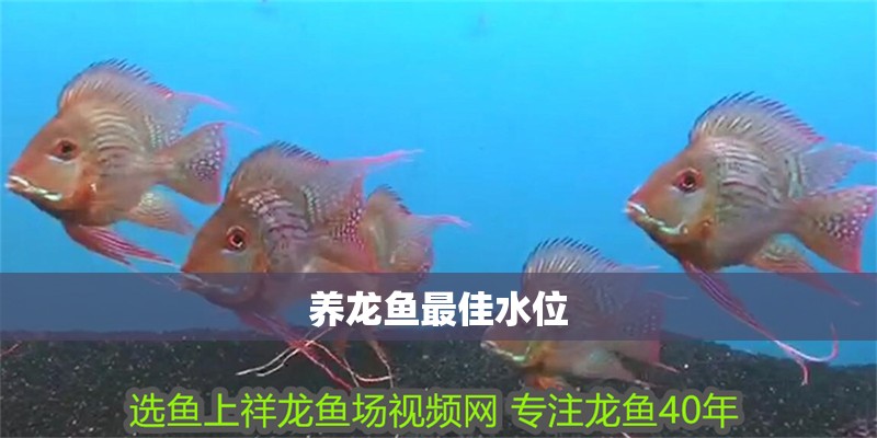 養龍魚最佳水位