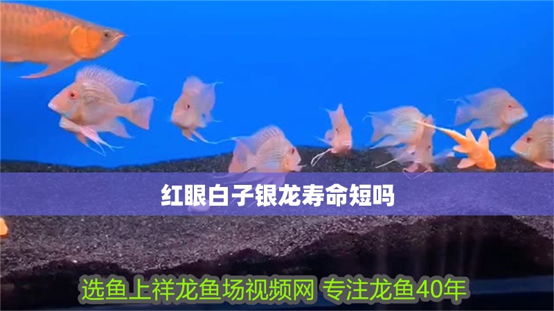 紅眼白子銀龍壽命短嗎 紅眼白子銀龍壽命短嗎 龍魚論壇