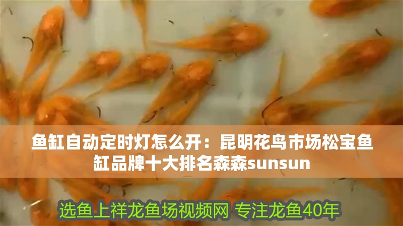 魚缸自動定時燈怎么開：昆明花鳥市場松寶魚缸品牌十大排名森森sunsun