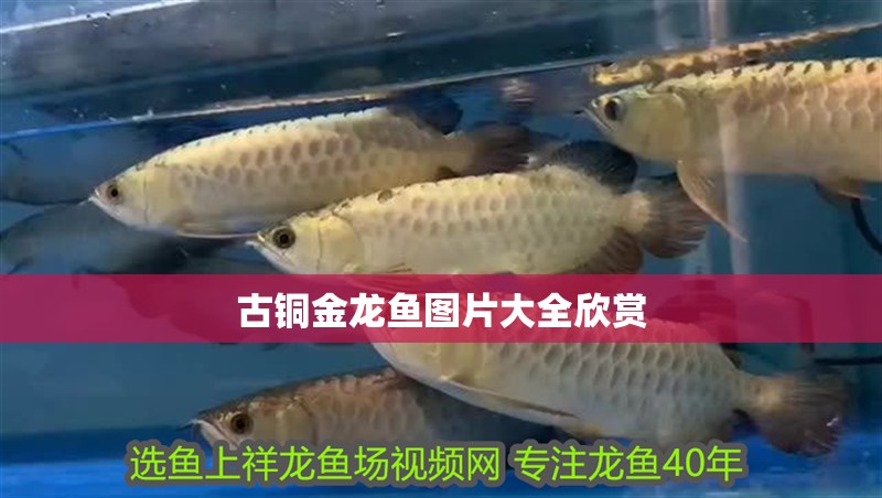 古銅金龍魚圖片大全欣賞