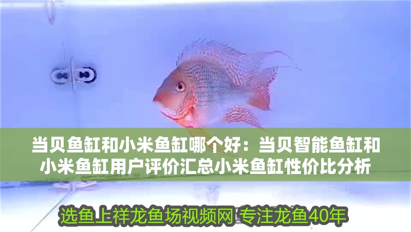 當(dāng)貝魚缸和小米魚缸哪個好：當(dāng)貝智能魚缸和小米魚缸用戶評價匯總小米魚缸性價比分析