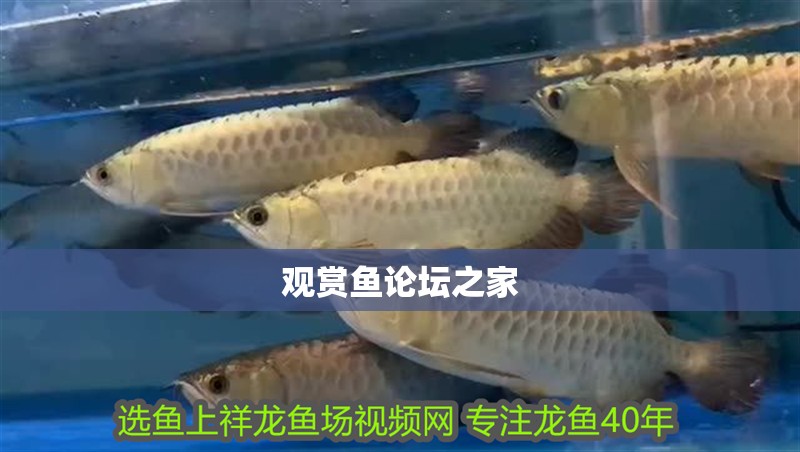 觀賞魚論壇之家