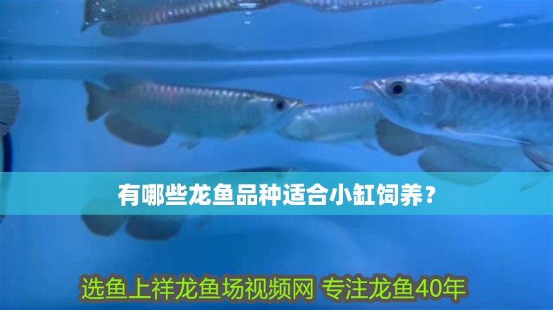 有哪些龍魚品種適合小缸飼養？