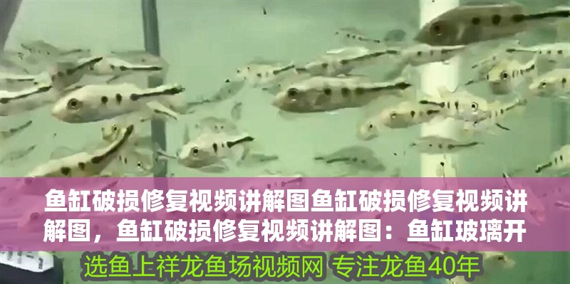 龍魚干蝦有營養嗎 魚缸破損修復視頻講解圖魚缸破損修復視頻講解圖,魚缸破損修復視頻講解圖:魚缸玻璃開裂怎么修復 魚缸百科 魚缸破損修復視頻講解圖魚缸破損修復視頻講解圖,魚缸破損修復視頻講解圖:魚缸玻璃開裂怎么修復 魚缸破損修復視頻講解圖魚缸破損修復視頻講解圖,魚缸破損修復視頻講解圖:魚缸玻璃開裂怎么修復 魚缸百科