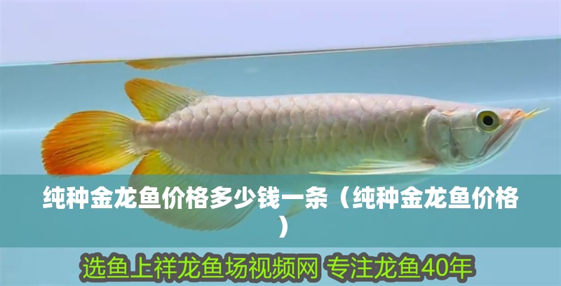 純種金龍魚(yú)價(jià)格多少錢(qián)一條（純種金龍魚(yú)價(jià)格）