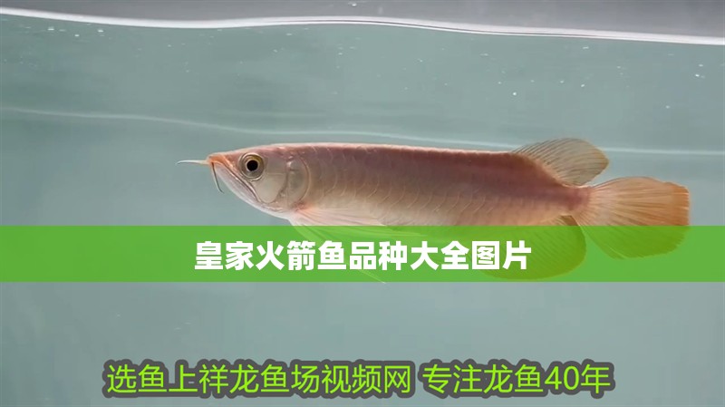 皇家火箭魚品種大全圖片