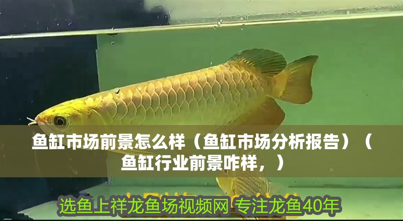魚缸市場前景怎么樣（魚缸市場分析報告）（魚缸行業(yè)前景咋樣，）