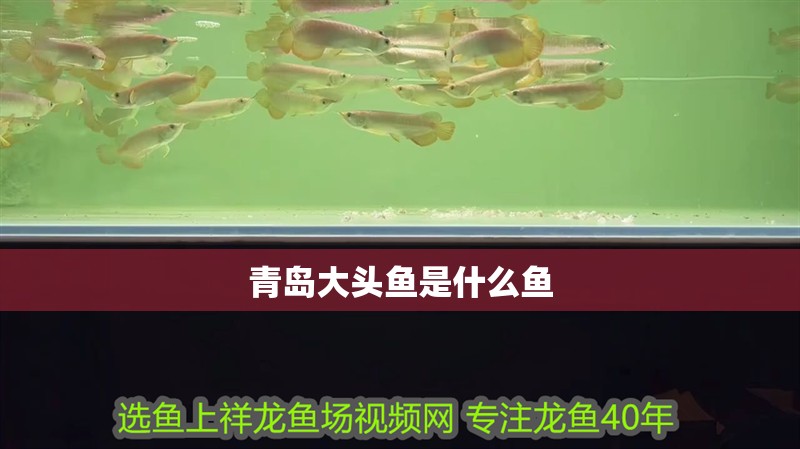 青島大頭魚是什么魚