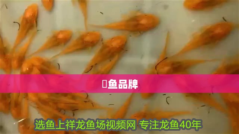魟魚品牌