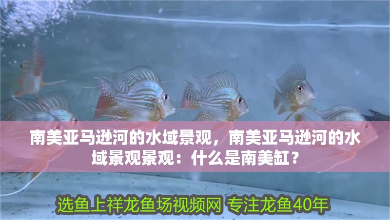 南美亞馬遜河的水域景觀，南美亞馬遜河的水域景觀景觀：什么是南美缸？