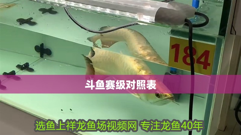 斗魚賽級對照表