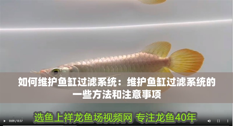 如何維護(hù)魚缸過濾系統(tǒng)：維護(hù)魚缸過濾系統(tǒng)的一些方法和注意事項(xiàng)