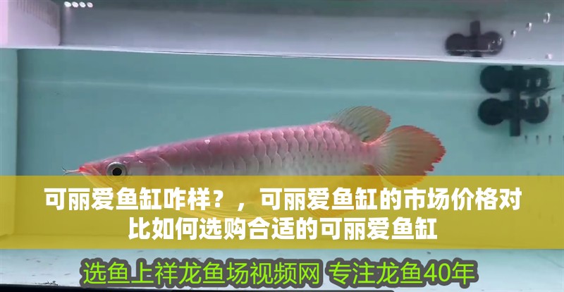 可麗愛魚缸咋樣？，可麗愛魚缸的市場價格對比如何選購合適的可麗愛魚缸