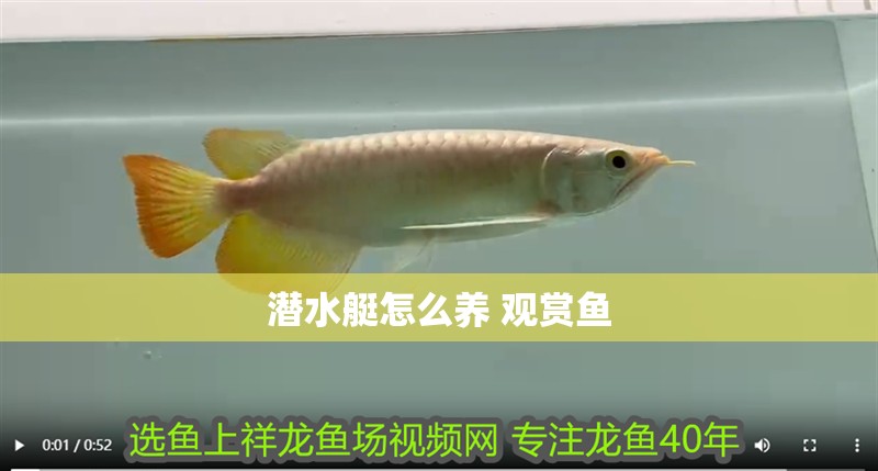 潛水艇怎么養 觀賞魚 潛水艇怎么養 觀賞魚 龍魚論壇