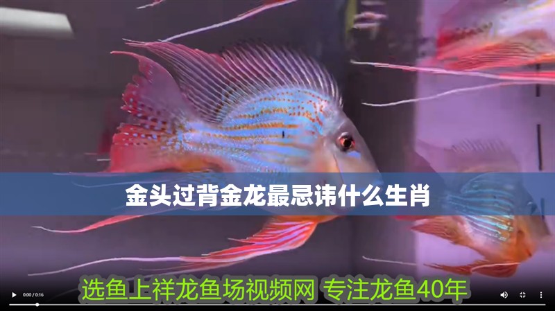 金頭過背金龍最忌諱什么生肖