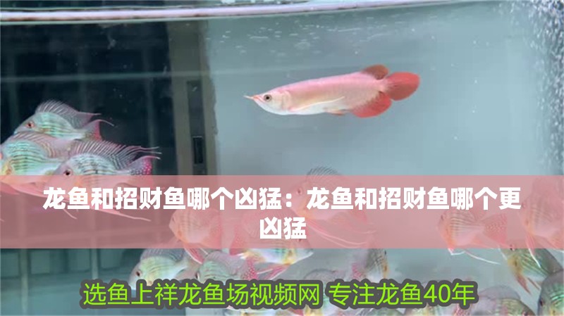 龍魚和招財魚哪個兇猛：龍魚和招財魚哪個更兇猛