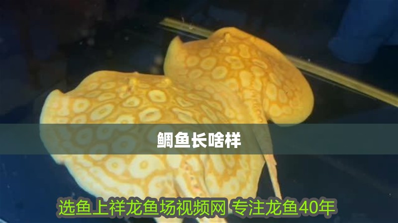 鯛魚長啥樣
