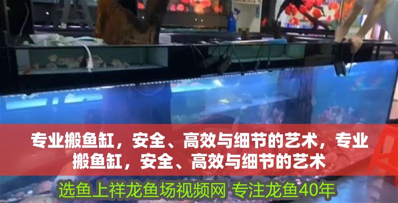 專業搬魚缸，安全、高效與細節的藝術，專業搬魚缸，安全、高效與細節的藝術
