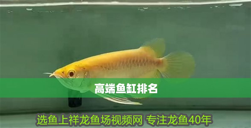 高端魚(yú)缸排名