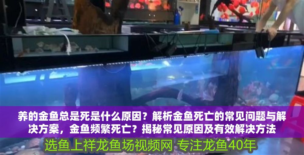 養的金魚總是死是什么原因？解析金魚死亡的常見問題與解決方案，金魚頻繁死亡？揭秘常見原因及有效解決方法