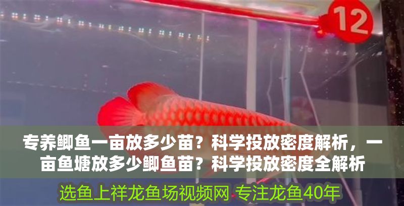 專養鯽魚一畝放多少苗？科學投放密度解析，一畝魚塘放多少鯽魚苗？科學投放密度全解析