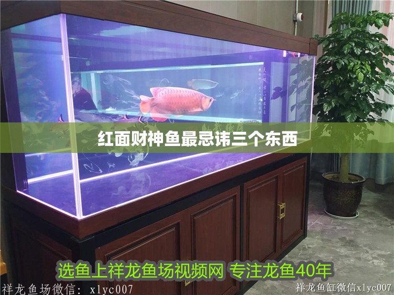 紅面財神魚最忌諱三個東西