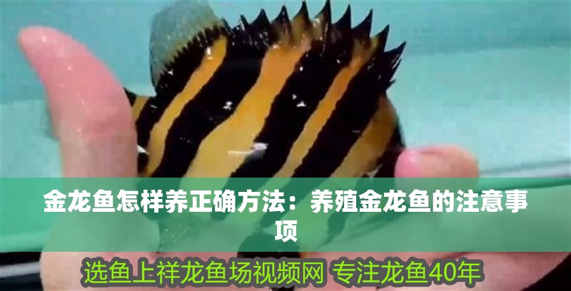 金龍魚怎樣養(yǎng)正確方法：養(yǎng)殖金龍魚的注意事項
