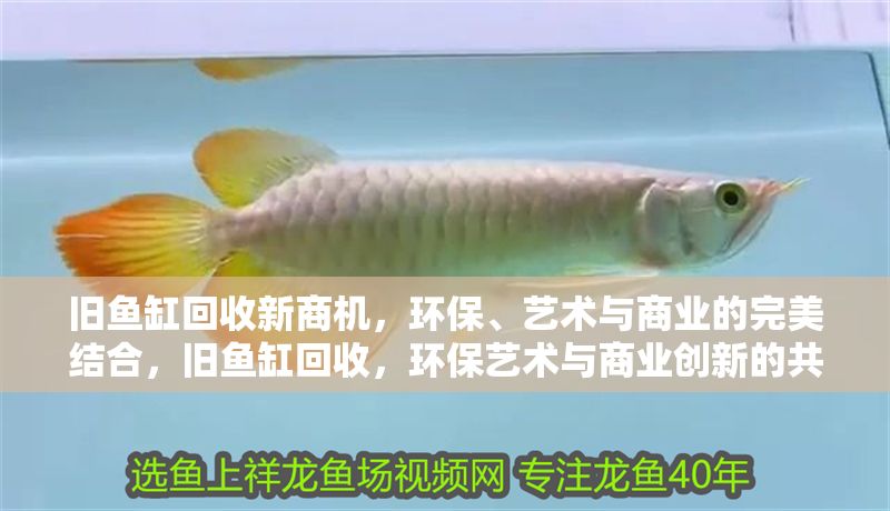 舊魚缸回收新商機，環(huán)保、藝術(shù)與商業(yè)的完美結(jié)合，舊魚缸回收，環(huán)保藝術(shù)與商業(yè)創(chuàng)新的共贏之路 舊魚缸回收新商機，環(huán)保、藝術(shù)與商業(yè)的完美結(jié)合，舊魚缸回收，環(huán)保藝術(shù)與商業(yè)創(chuàng)新的共贏之路 龍魚百科 第1張