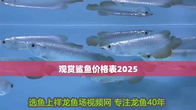 觀賞鯊魚價格表2025