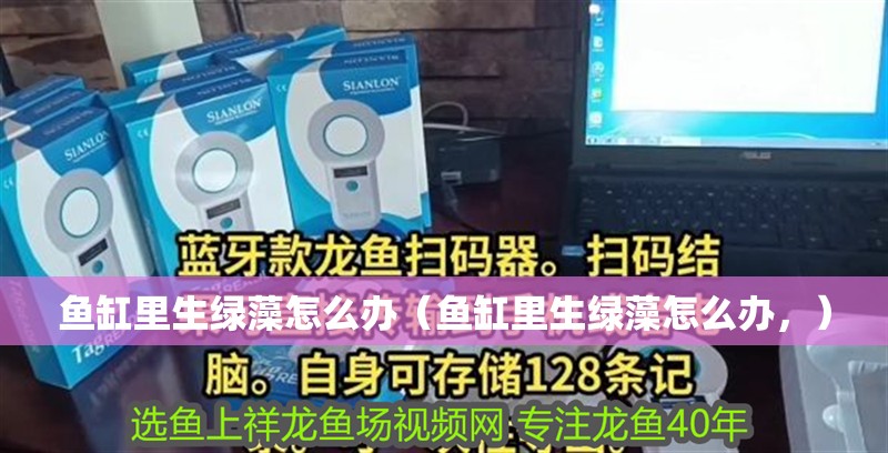 魚缸里生綠藻怎么辦（魚缸里生綠藻怎么辦，）