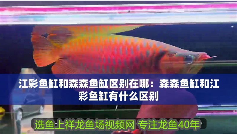 江彩魚缸和森森魚缸區(qū)別在哪：森森魚缸和江彩魚缸有什么區(qū)別
