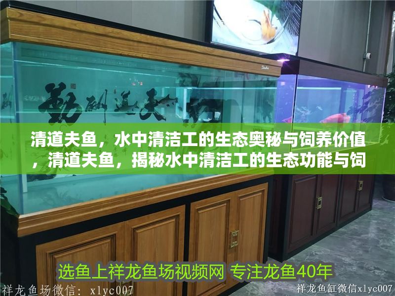 清道夫魚，水中清潔工的生態奧秘與飼養價值，清道夫魚，揭秘水中清潔工的生態功能與飼養技巧