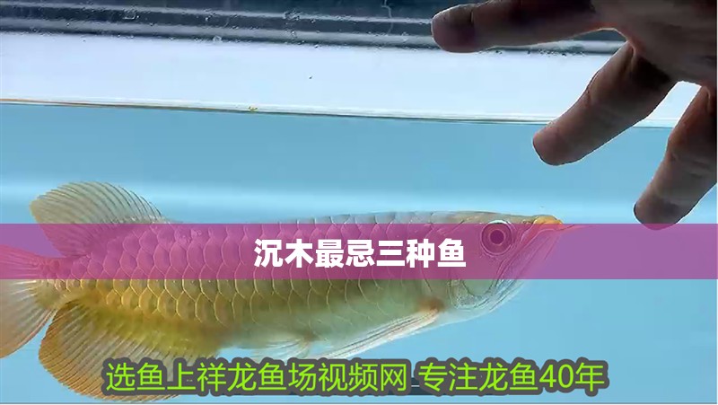 沉木最忌三種魚 沉木最忌三種魚 龍魚論壇