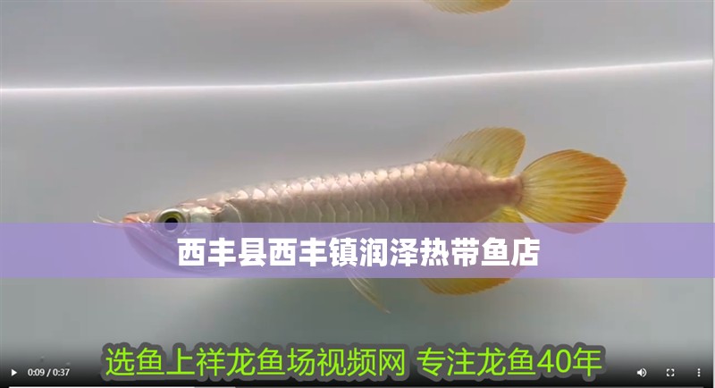 西豐縣西豐鎮(zhèn)潤澤熱帶魚店
