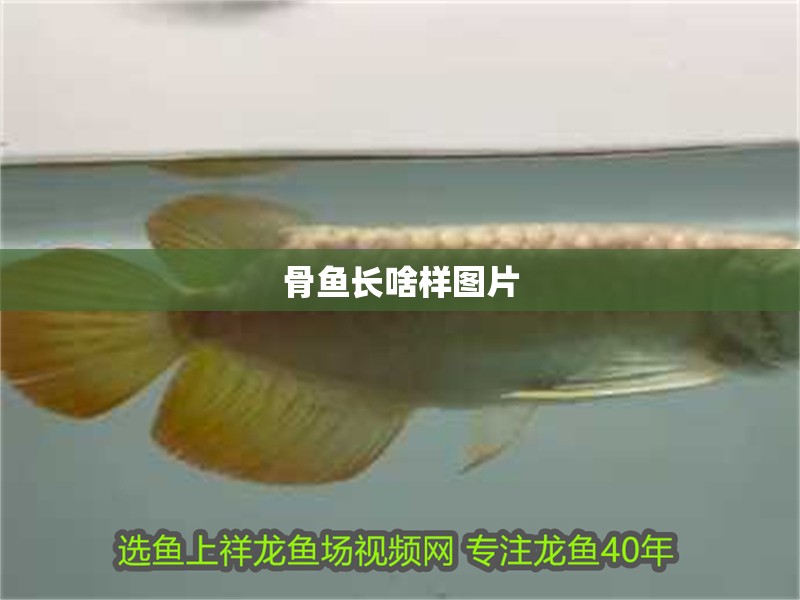 骨魚長啥樣圖片